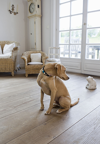 Piso de madera en casas con perros grandes