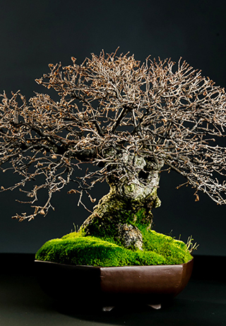 BONSAI NEBARI (stand 24B)