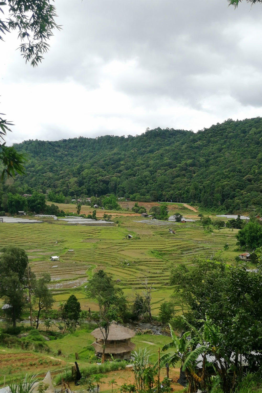 _Arrozales-Parque-Nacional-Doi-Suthep,-Chiang-Mai