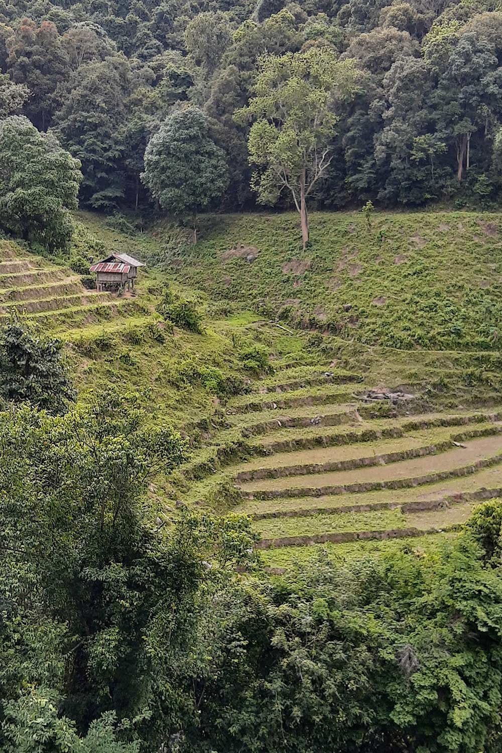 _Arrozales-Parque-Nacional-Doi-Suthep,-Chiang-Mai(1)