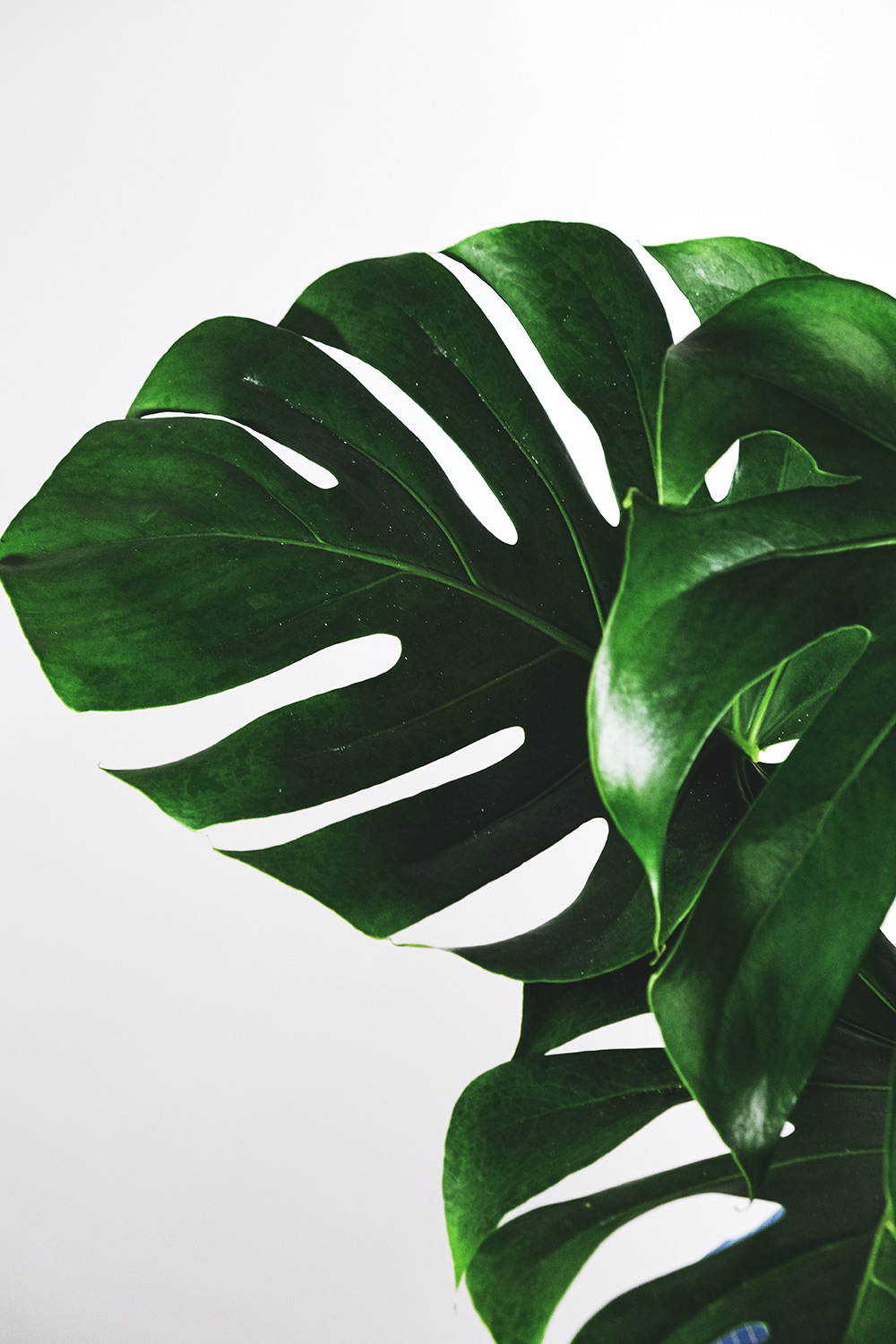 monstera-2