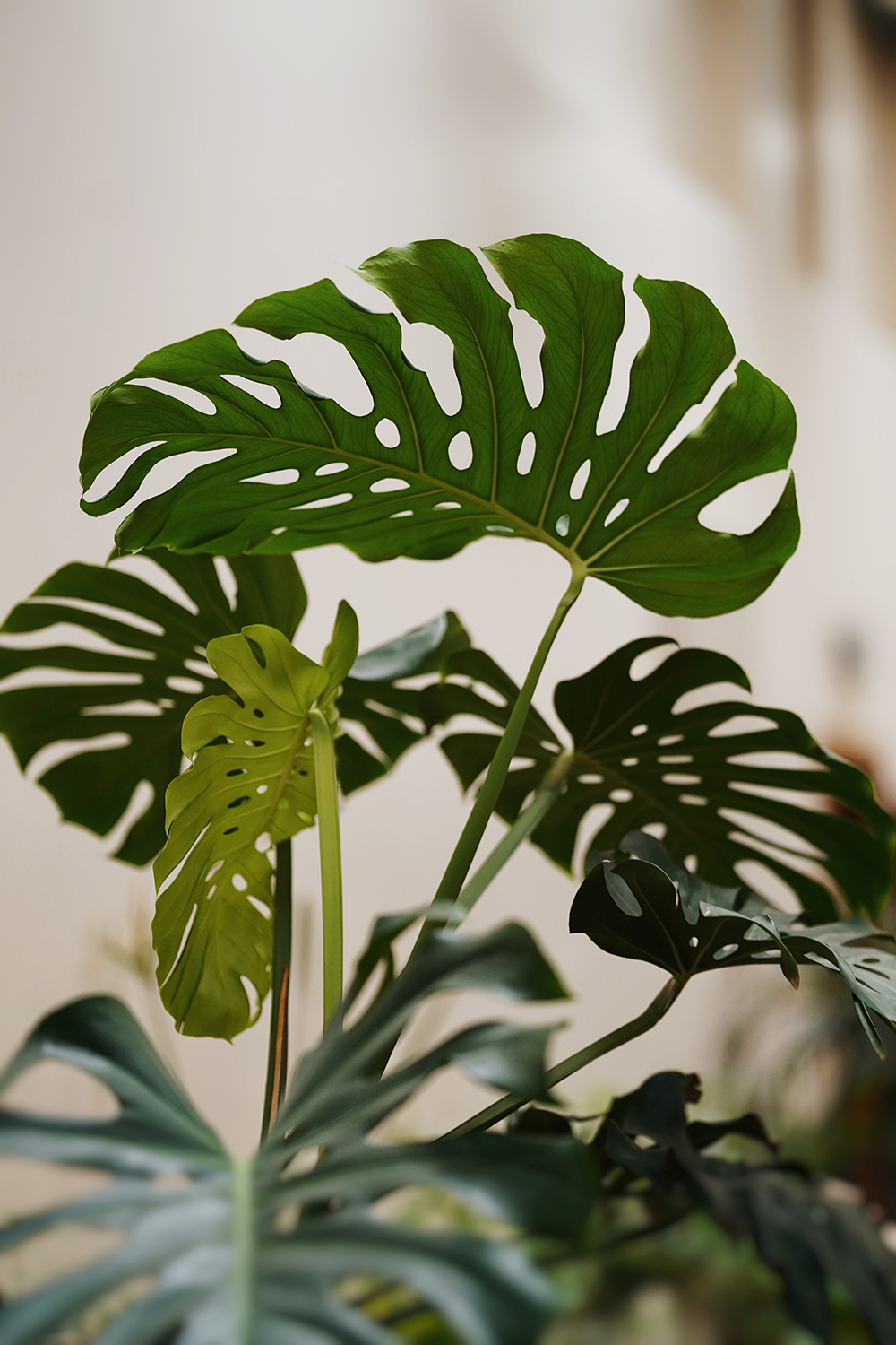 monstera-3