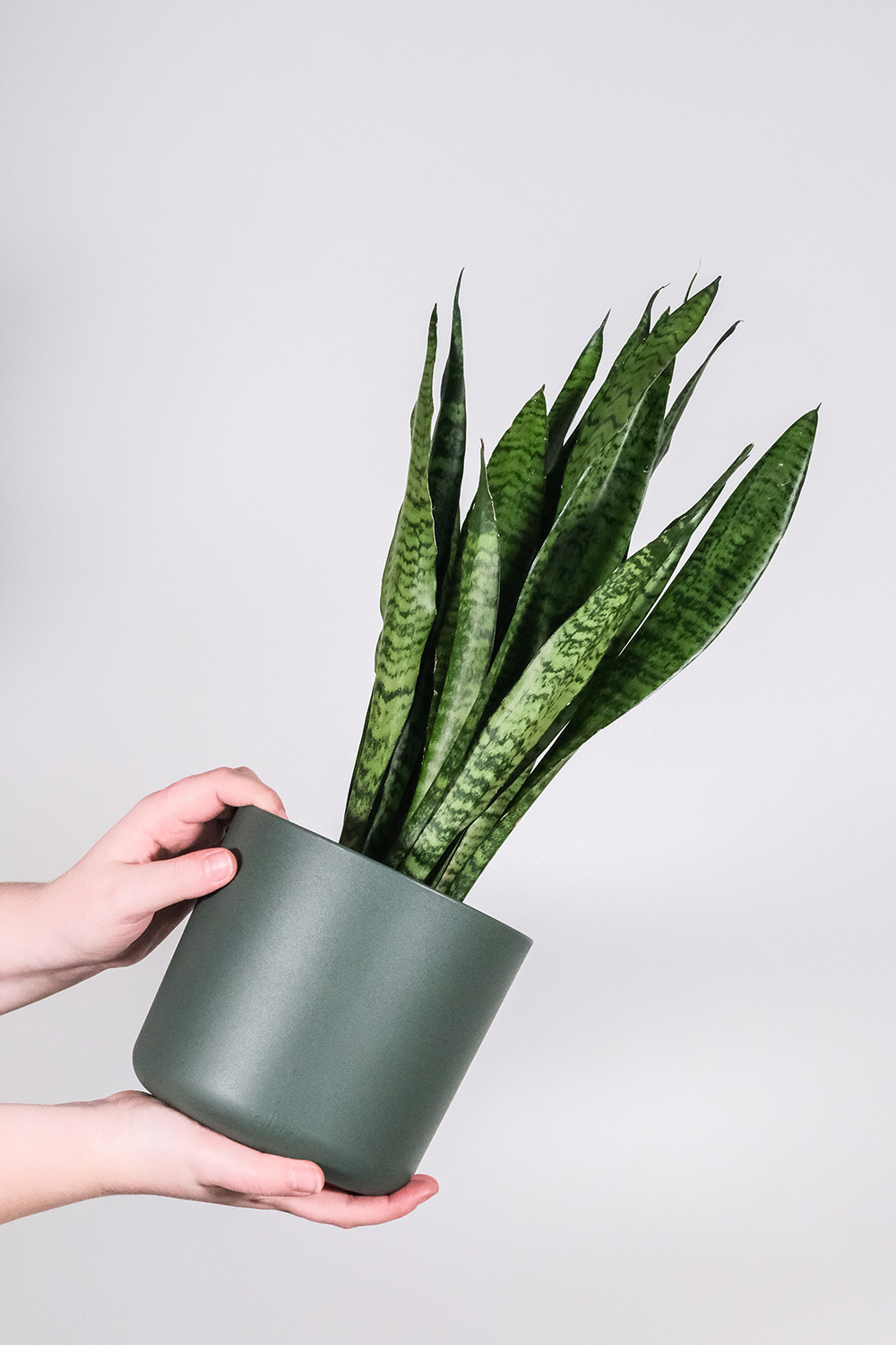sansevieria-2 sansevieria-2