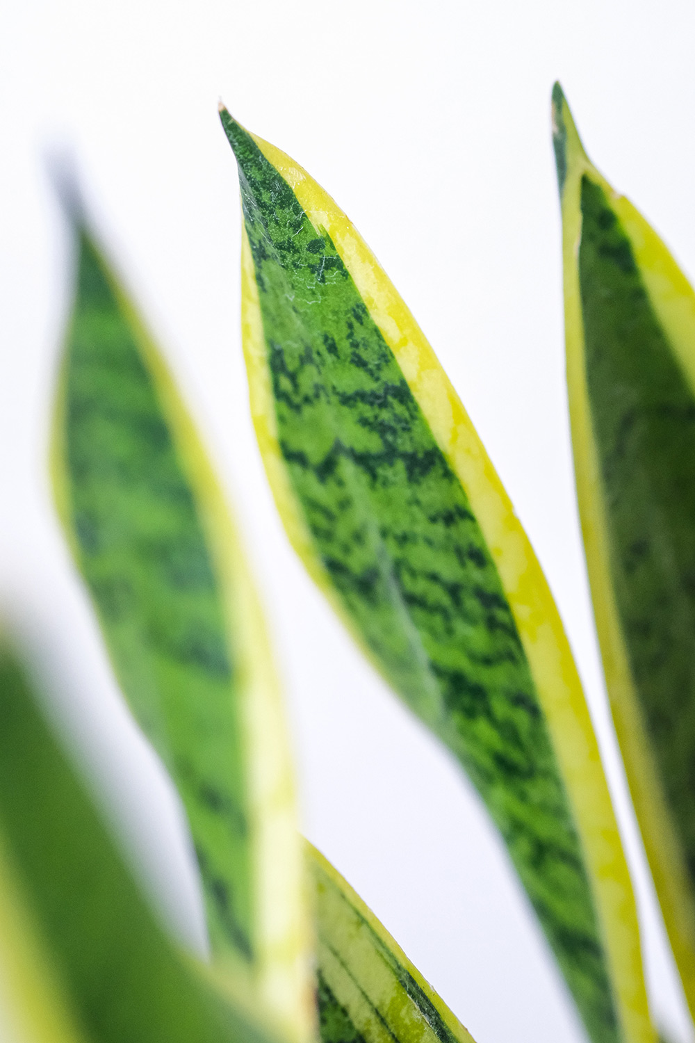 sansevieria-3