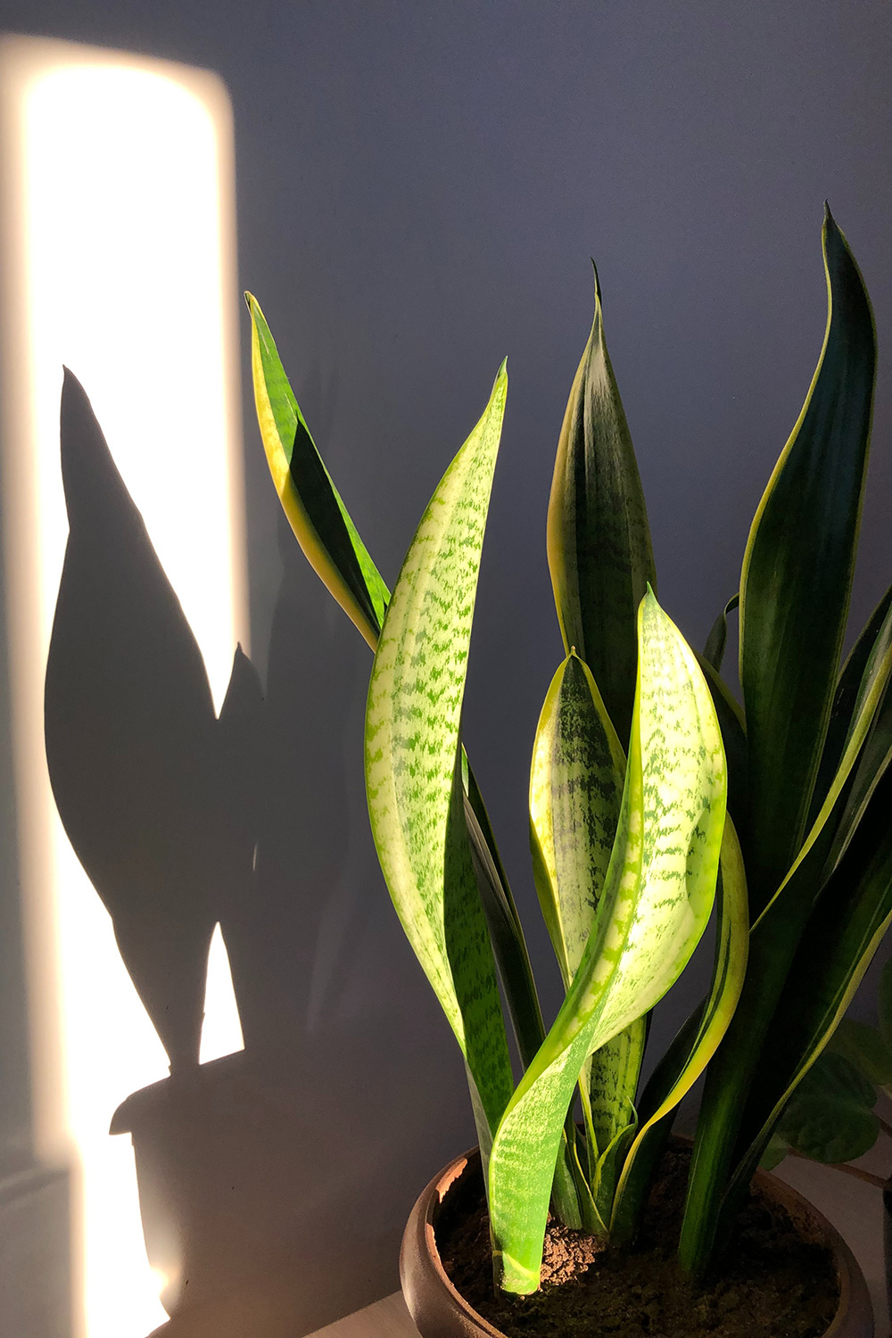 sansevieria sansevieria