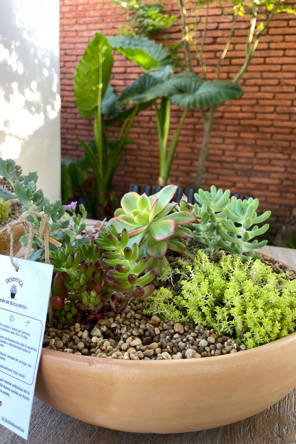 jardin-desertica-1 jardin-desertica-1