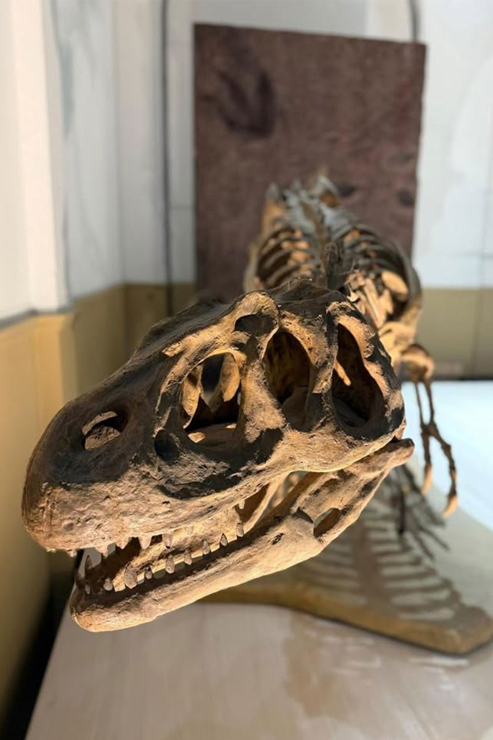 umatu-dino umatu-dino
